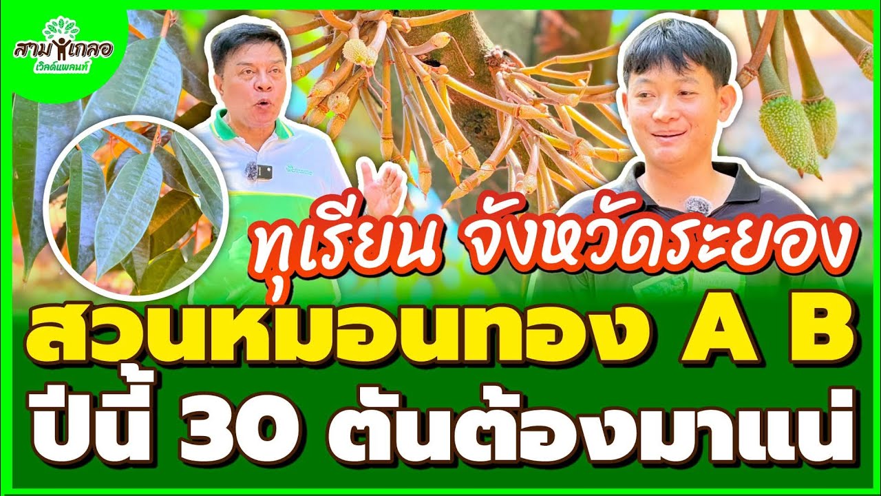 สวนทุเรียนหมอนทอง A B