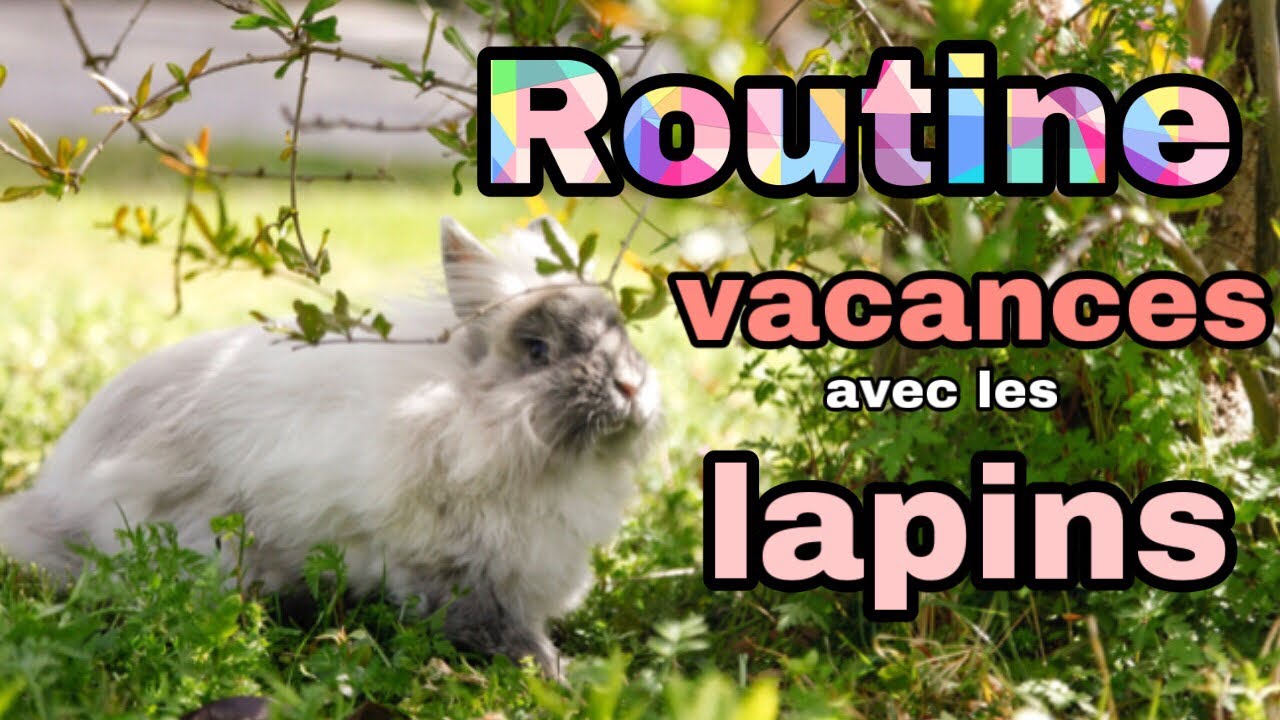 routine pendant les  vacances avec les lapins