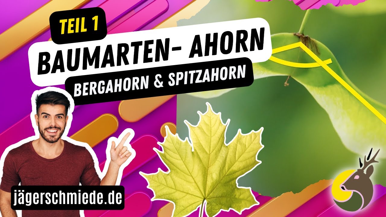 Baumarten erkennen - Ahorn (Teil 1) - Bergahorn & Spitzahorn