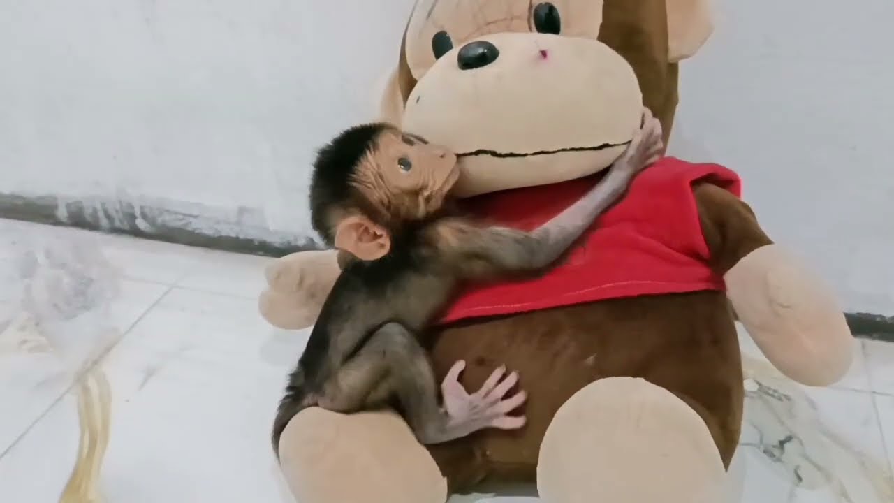 Adopting a Baby Monkey Who Only Had a Toy as a Friend 🐒🧸 | A Heartwarming Rescue Story