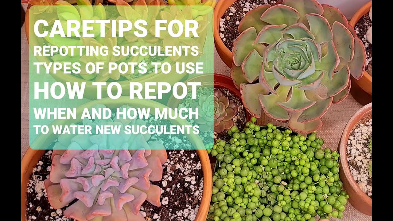 #89 SUCCULENT RE-POTTING CARETIPS FOR BEGINNERS types of pots, how to repot, when/how much to water