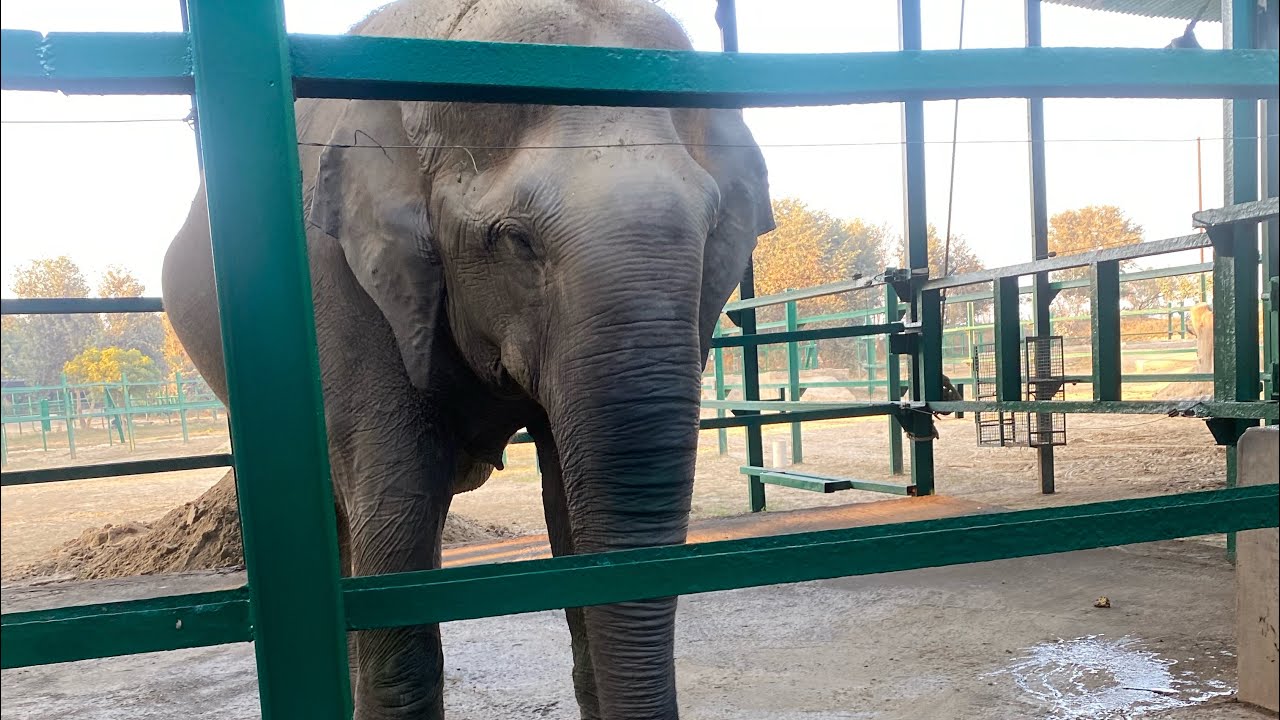 Elephants rescue center sos agra 🥹🥹