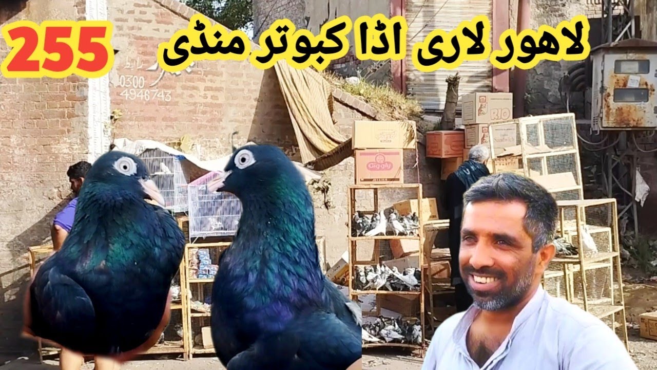 255) Lahore Lari adda  kabootar mandi || Lahore Sunday birds Market || #amjadaliofficial