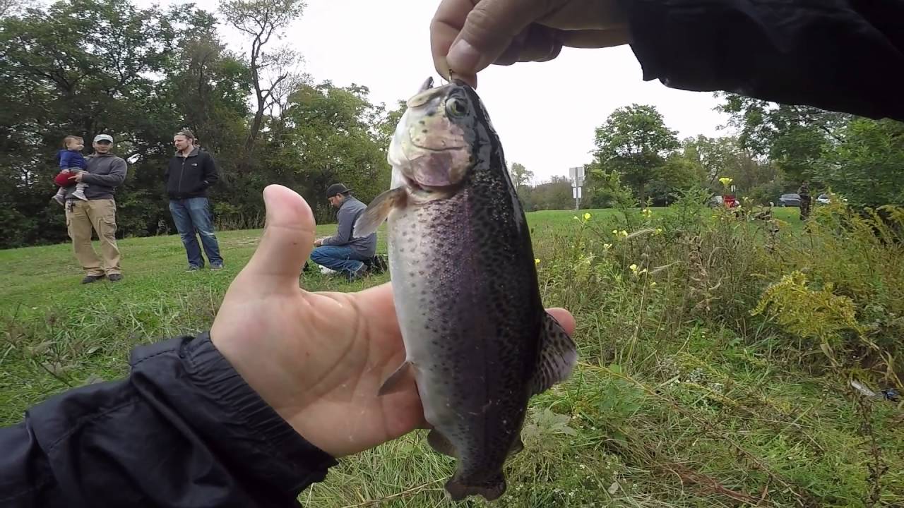 Rainbow trout @ Axehead lake Cook County IL 10/15/2016