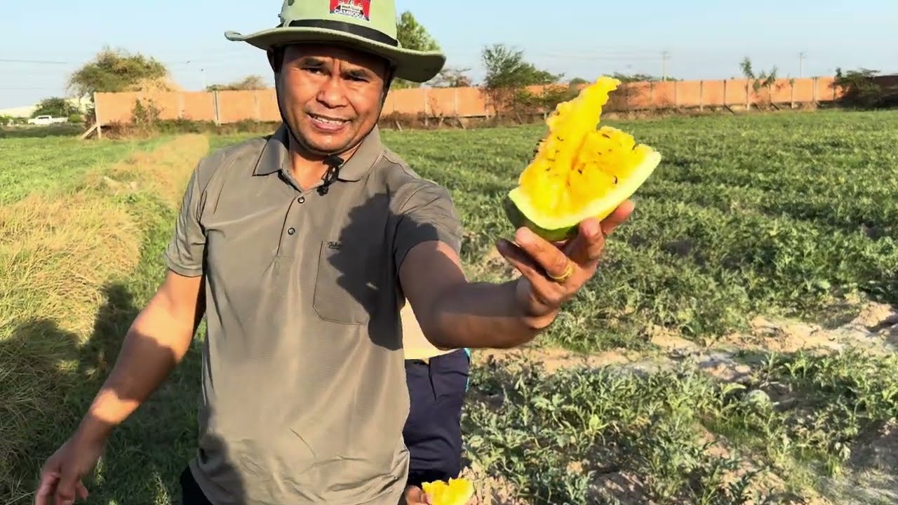 ឪឡឹកលឿង 19/02/2026