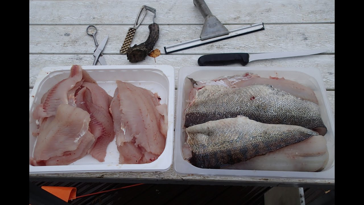 VERKOILLA VOL V...Melkein liian kovaa tuulta, mutta kaloja.