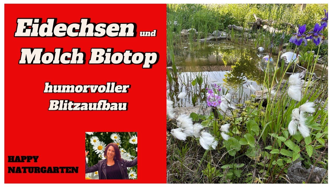 Molch-Luxusquartier im Naturgarten:  Biotop bauen ganz easy! #molche
