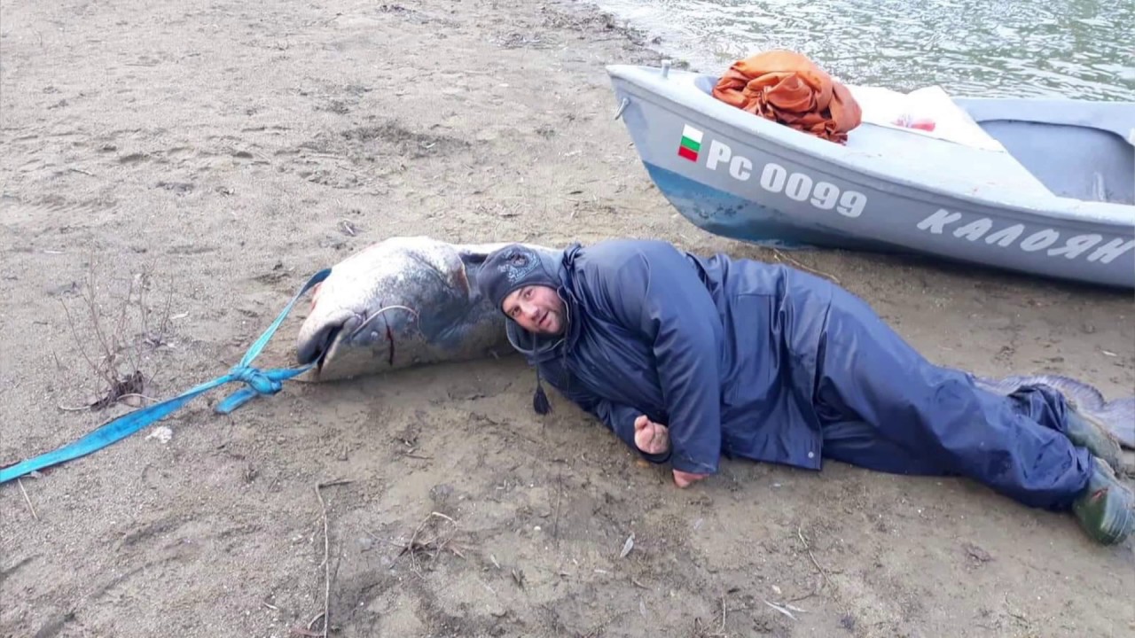 Димитър Милев: Сомът-рекордьор е четвъртата голяма риба, която хващам в Дунава РусеМедиа