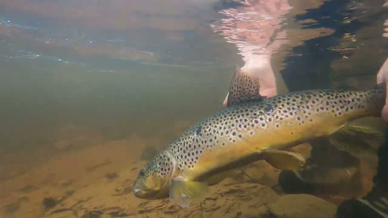 Spring 2022 Part 1 - Early Season on the Tay