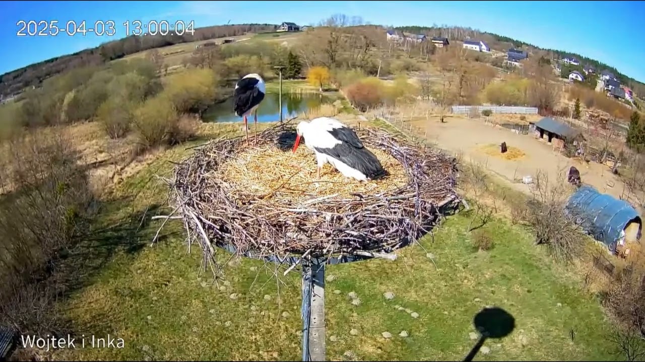 ❤️Wojtek z Inką - bociany Lublewo - 03 04 2025