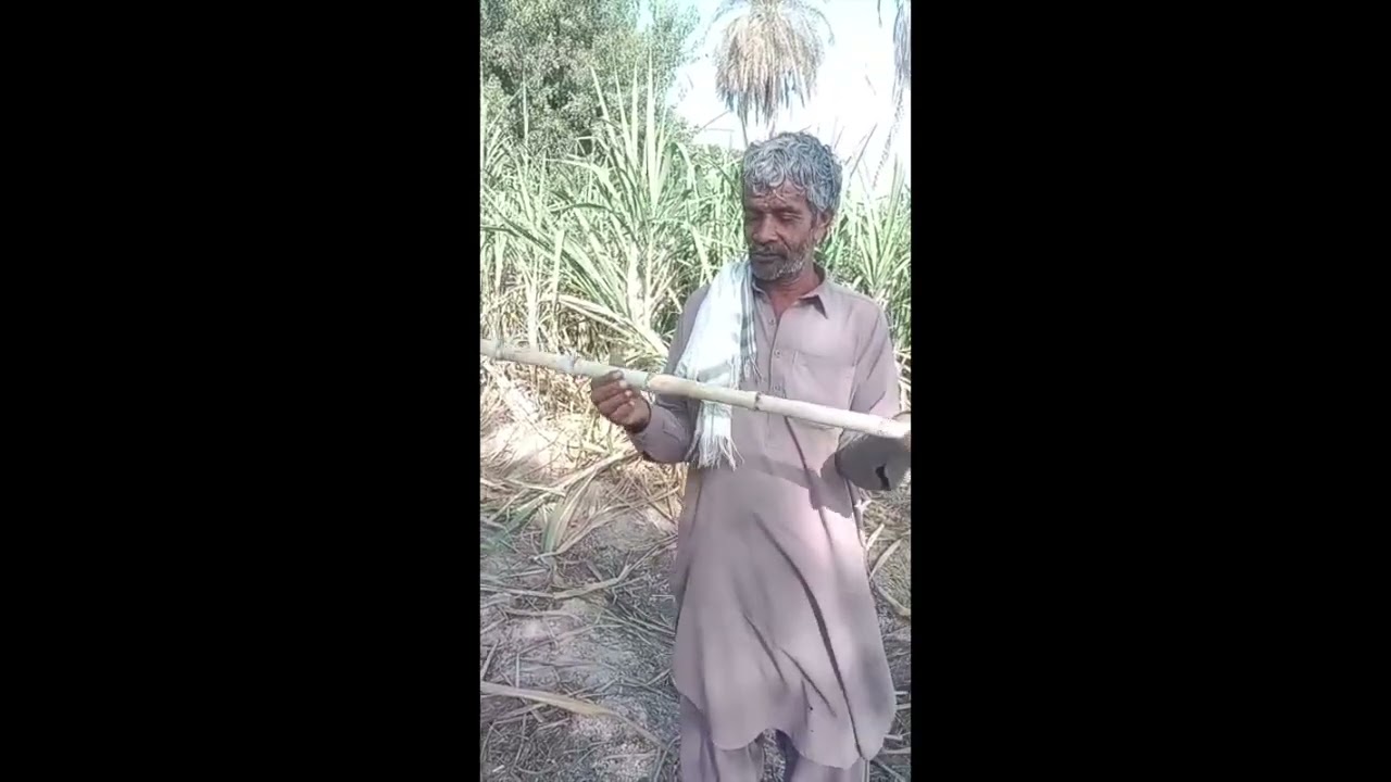 2800 Mound yield of sugarcane on PQNK