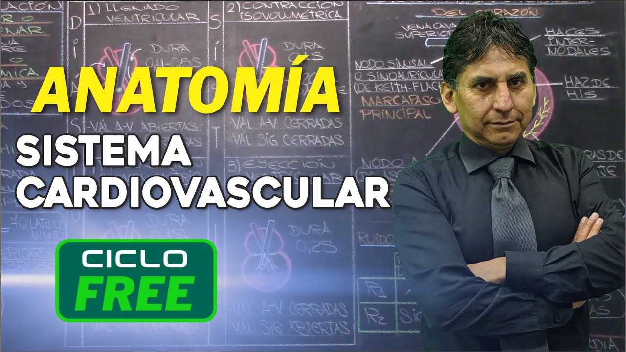 ANATOMÍA - Sistema cardiovascular [CICLO FREE]