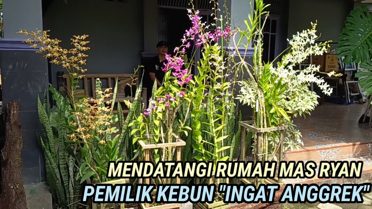 Anggrek Subur - FSFR dengan Pupuk Organik Fermentasi Lidah Buaya