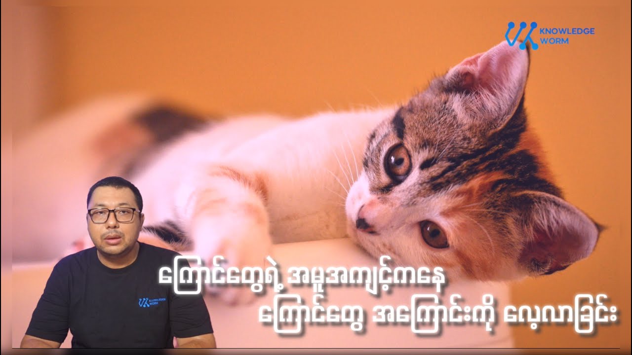 သင်ချစ်ရတဲ့ ကြောင်တွေရဲ့ အမူအကျင့်တွေ အကြောင်း