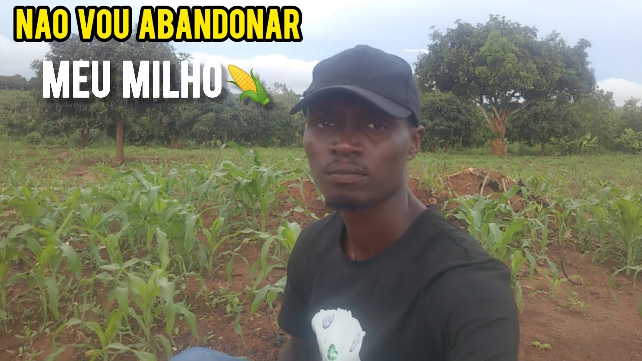 Quase abandonei a minha plantação devido a febre