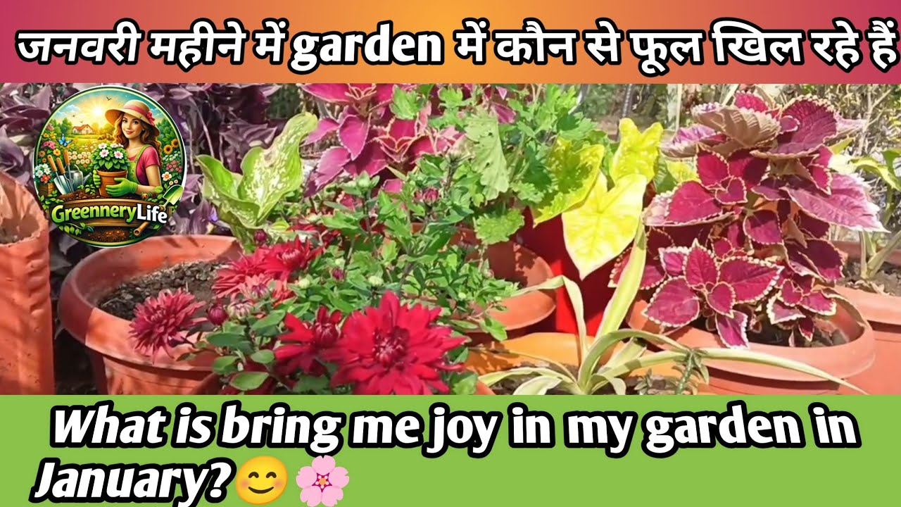 January Garden Tour-Finding Joy in My Winter garden🌼🍀 @Greennerylife #viral
