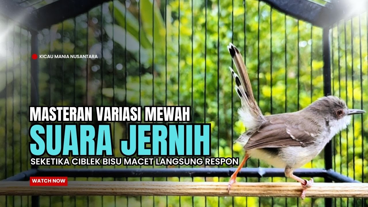Burung Ciblek SEMI Gacor NGEBREN Untuk Pancingan Ciblek dan MASTERAN BURUNG Kesayangan Anda