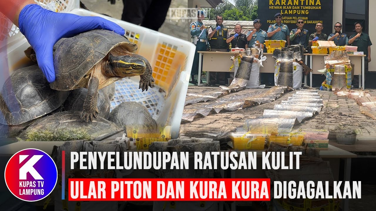 Penyelundupan Ratusan Kulit Ular Piton dan Kura Kura Digagalkan di Bakauheni