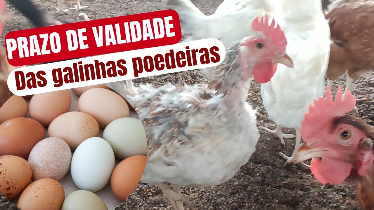 GALINHA POEDEIRA TEM PRAZO DE VALIDADE? QUANTO TEMPO AS GALINHAS POEDEIRAS PRODUZ COM VIABILIDADE?