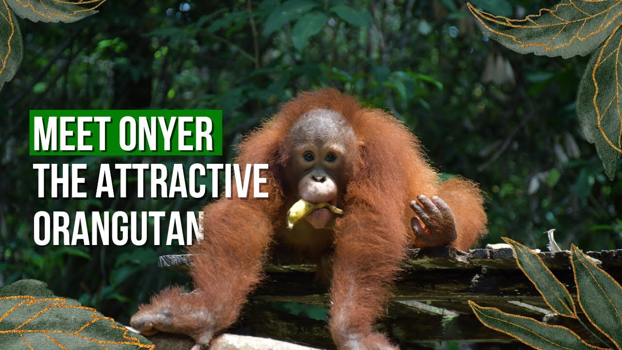 MEET ONYER: THE ATTRACTIVE ORANGUTAN
