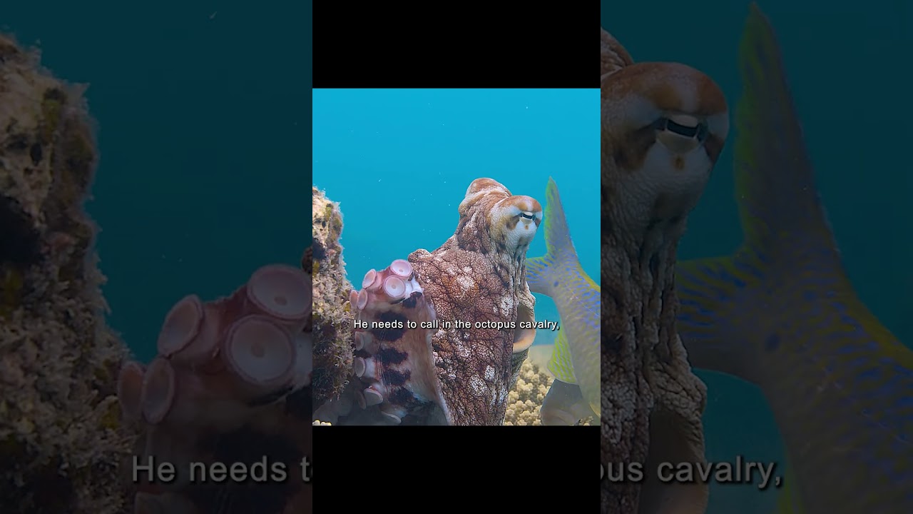 An Incredible Team-Up #animals #wildlife #shorts #video