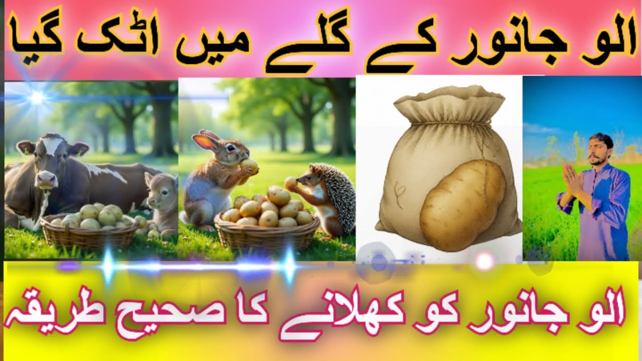 Allu Janwar ke gale main Phiuns gia!!!!!