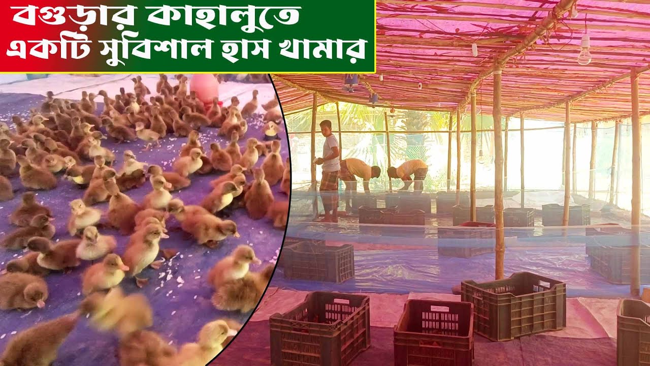 বগুড়ার কাহালুতে একটি সুবিশাল হাস খামার। খান হ্যাচারি। 01731-553071
