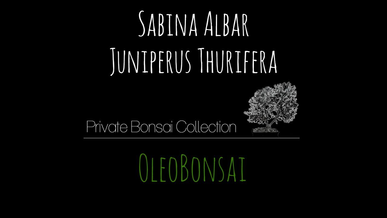 Bonsái Sabina Albar - 10 años de crecimiento - Private Bonsai Collection.