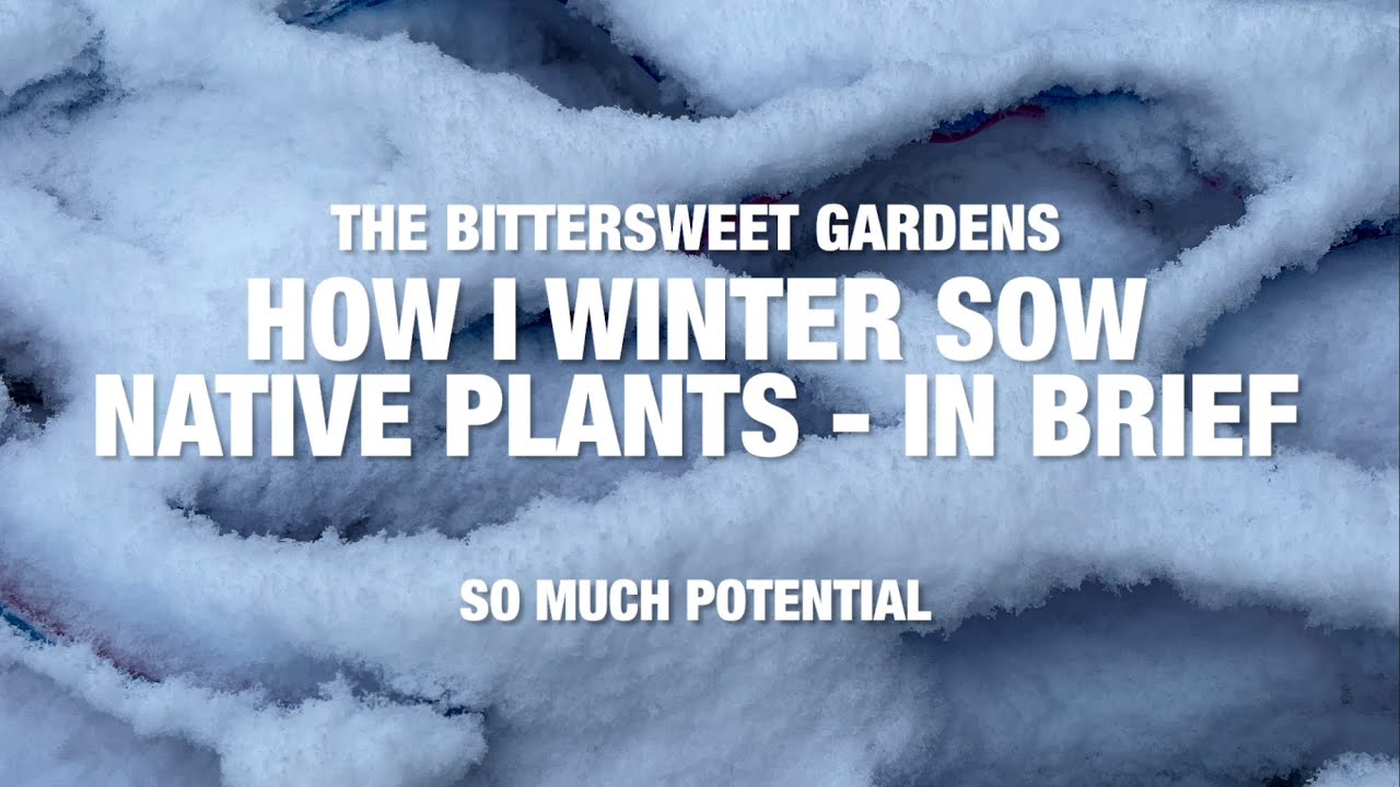 The Bittersweet Gardens: How I Winter Sow Native Plants- In Brief
