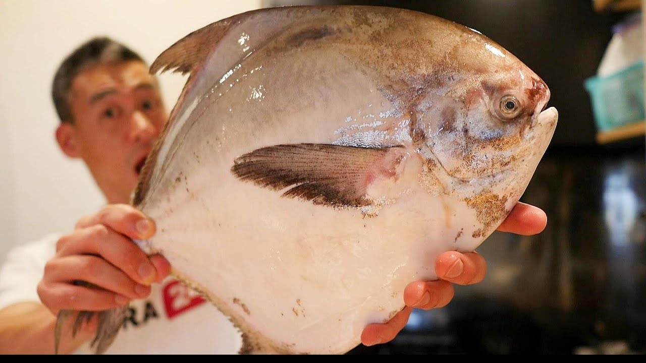 고급생선으로 알려진 이 생선을 아시나요?! How to Fillet Harvestfish. Saikyo-zuke, Sashimi and Grilled