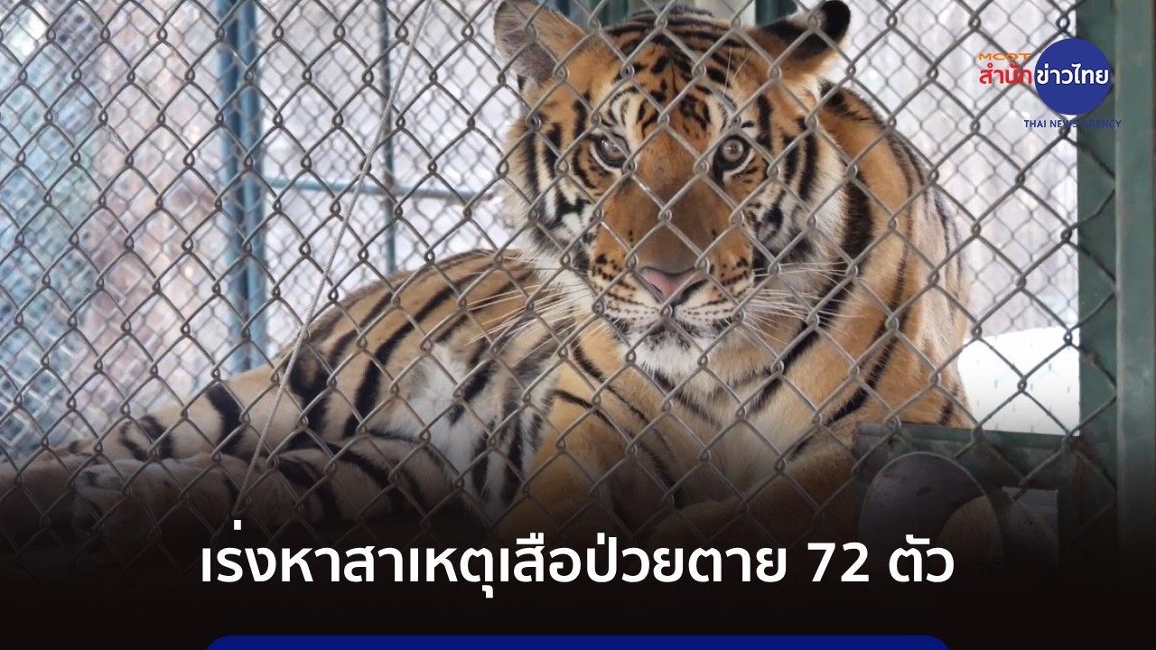 เร่งหาสาเหตุเสือป่วยตาย 72 ตัว