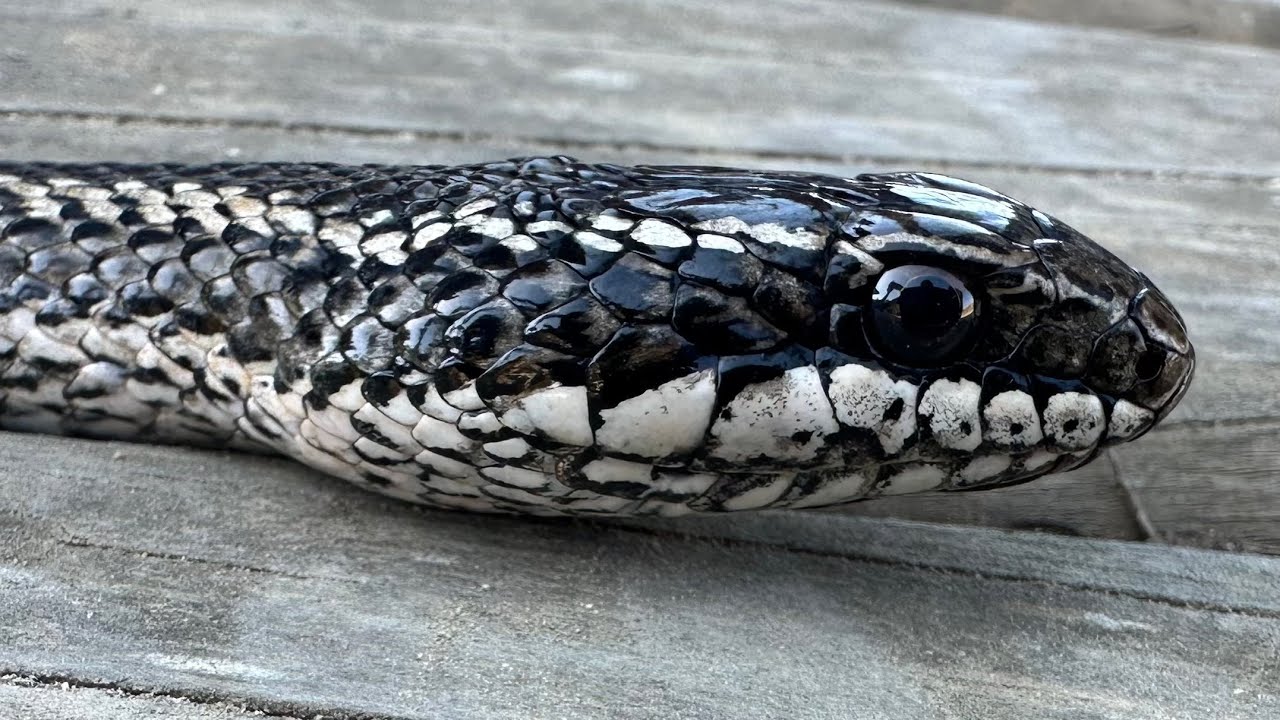 La culebra de cola larga tiene VENENO? la serpiente mas GRANDE de Chile!