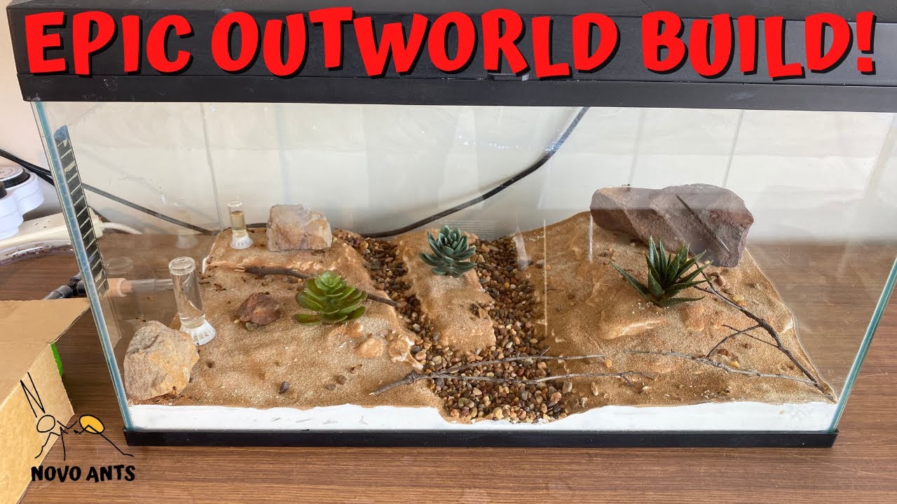 Epic new outworld build - Camponotus consobrinus - Queen Scarlet!