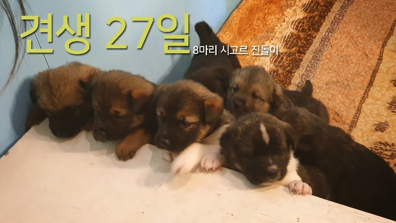 견생 27일차 8마리 멍멍이들