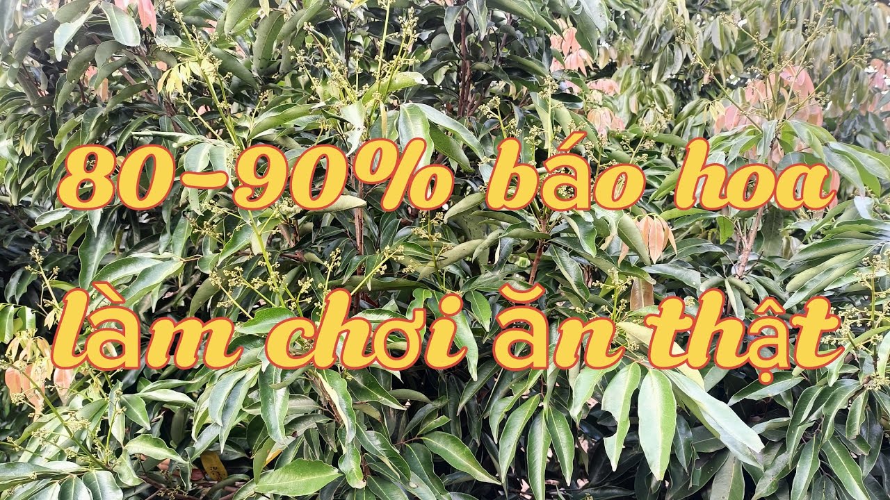 Vườn thanh hà báo hoa 80-90% . Đúng là làm chơi ăn thật.|| CHIẾN CHÀNH CHOẸ 