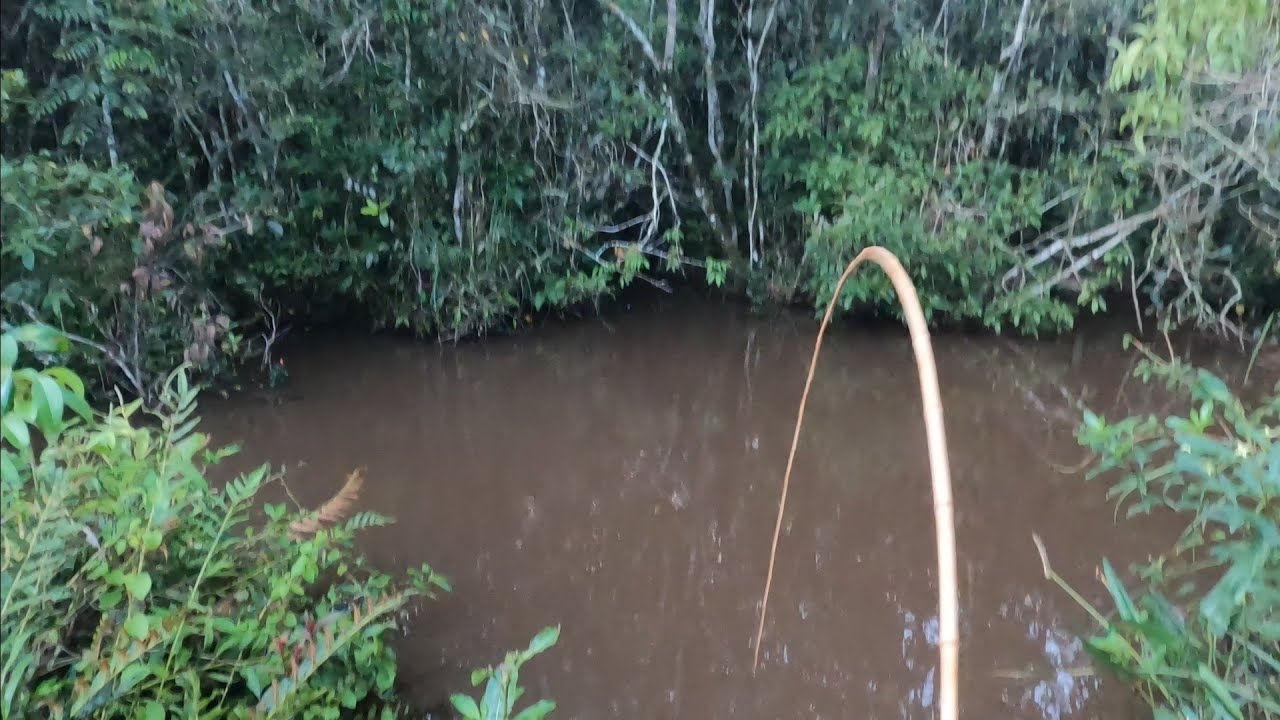 RIO NOVO, OS BAGRES ATACAVAM DE TODO JEITO NESSA PESCARIA!!!!