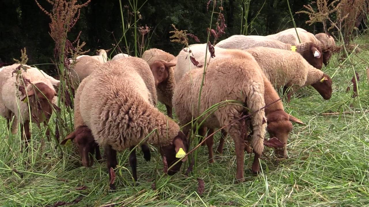 Comment je suis devenu éleveur de moutons