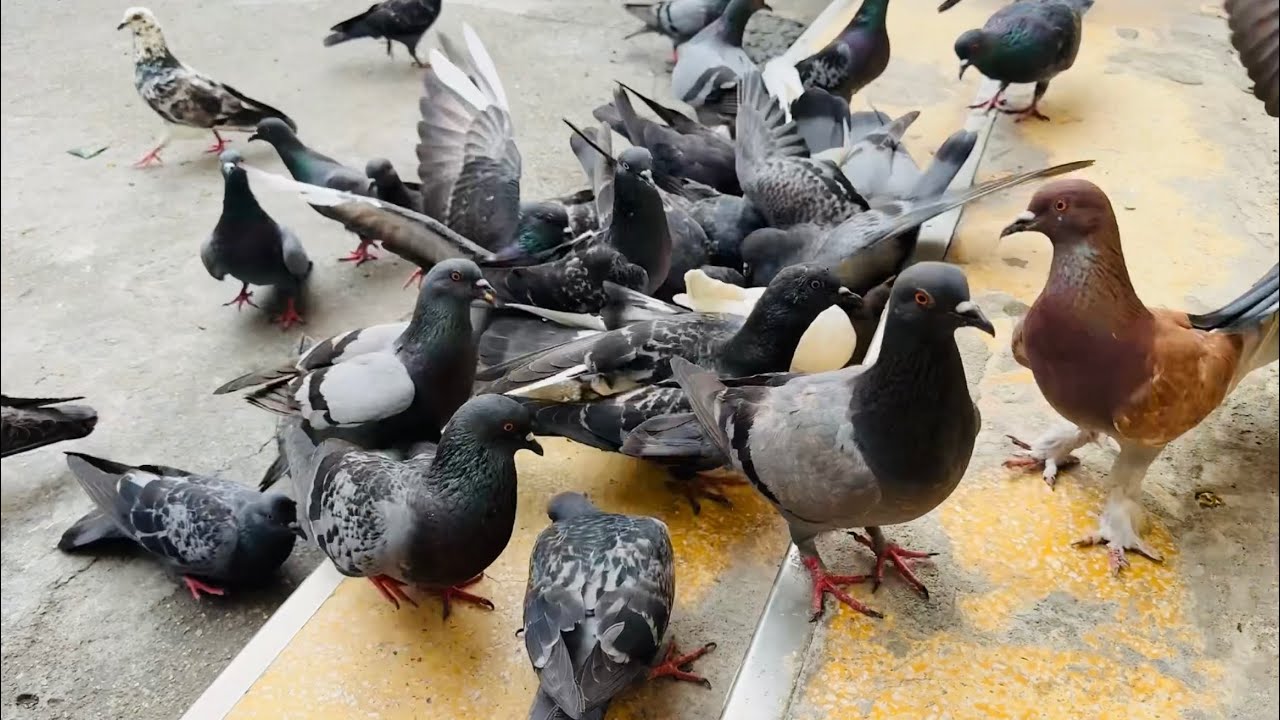 I love having fun with the pigeons at the pigeon feeder.