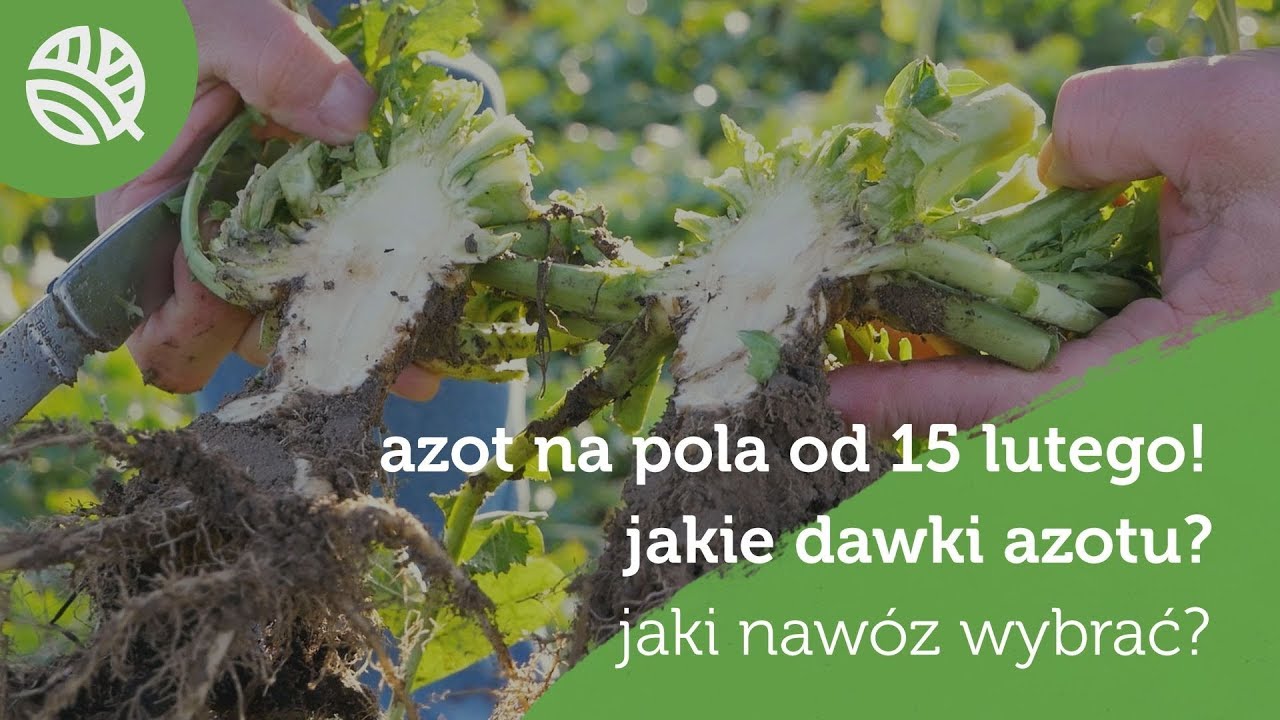 JAKIE NAWOŻENIE AZOTOWE RZEPAKU NA WIOSNĘ? -  #113 nawozy nonstop