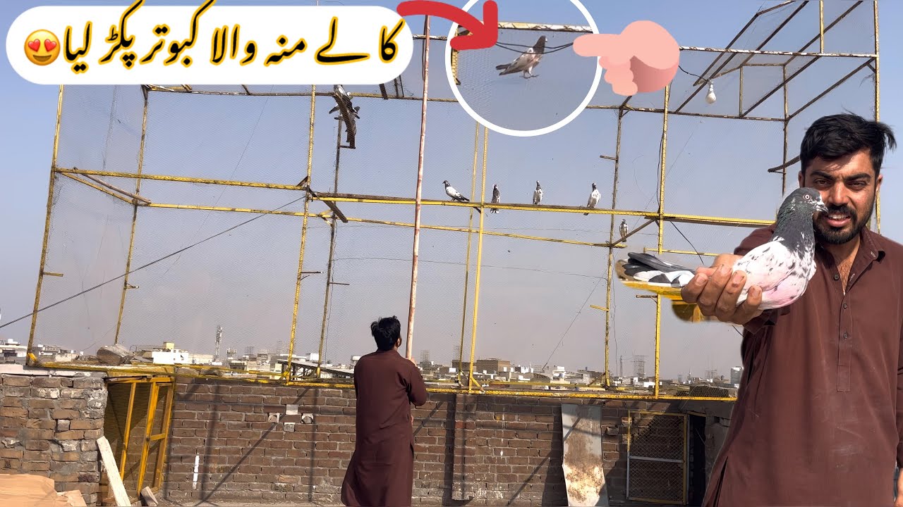Aj phir 1 kabootar pakar lie🕊️Kala mou wala kabootar pakar lie😃