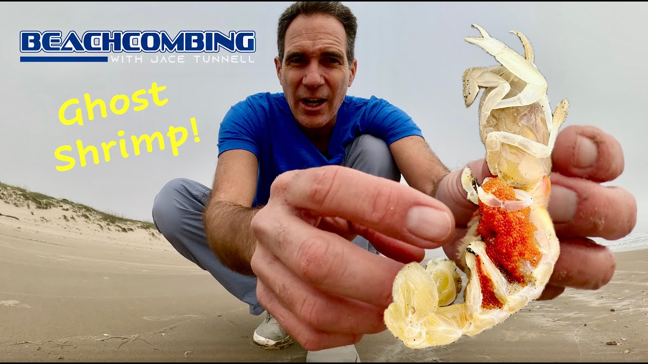 Beachcombing - Ghost Shrimp