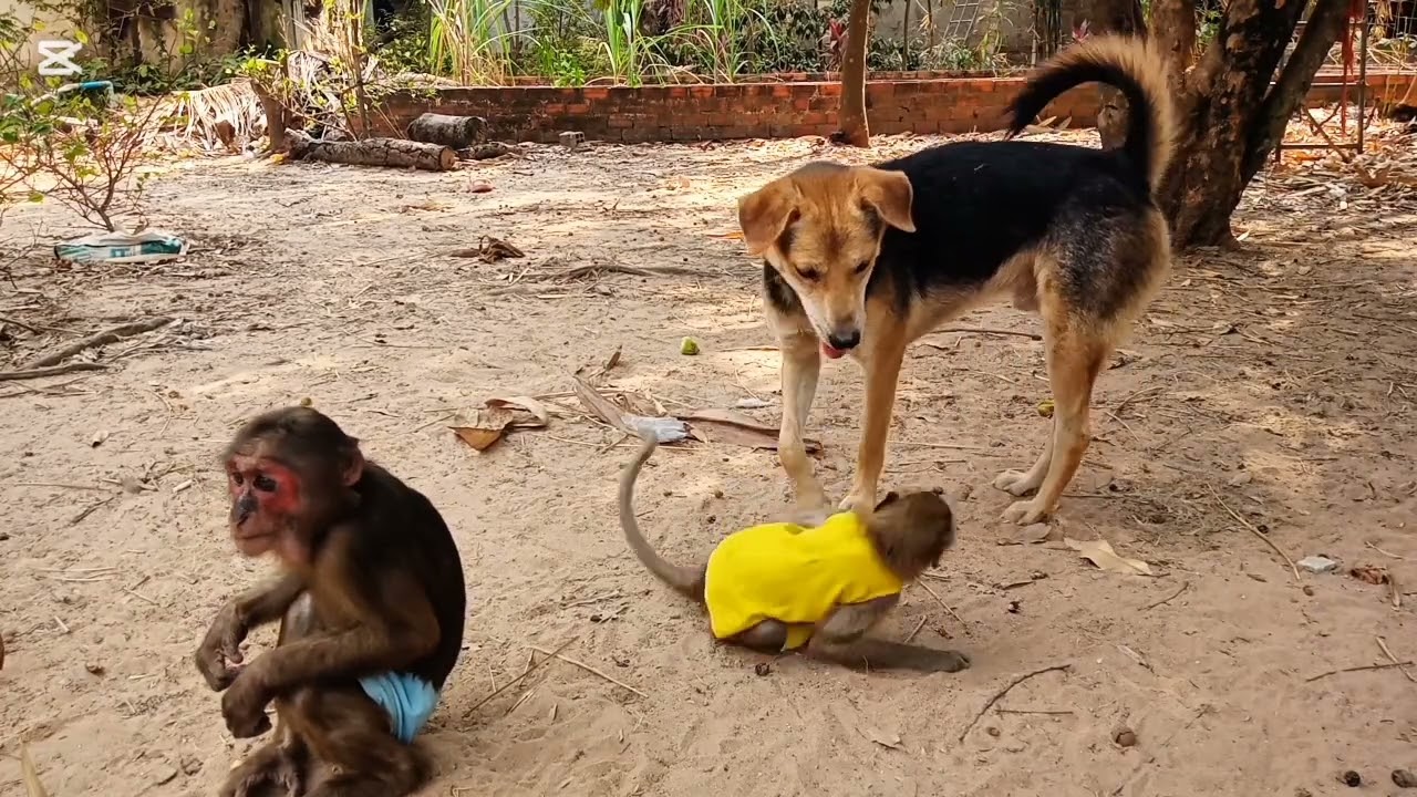 Monkeys and Dogs Hanging Out Together in the Wild #monkeylove #monkeyvideo #monkeychallenge