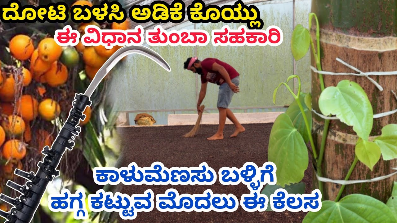 ಕಾಳುಮೆಣಸಿನ ಬಳ್ಳಿಗೆ ಹಾನಿಯಾಗದಂತೆ ಅಡಿಕೆ ಕೊಯ್ಲು |ಕಾಳುಮೆಣಸಿನ ಕೃಷಿ|Black Pepper Farming| Arecanut Farming 