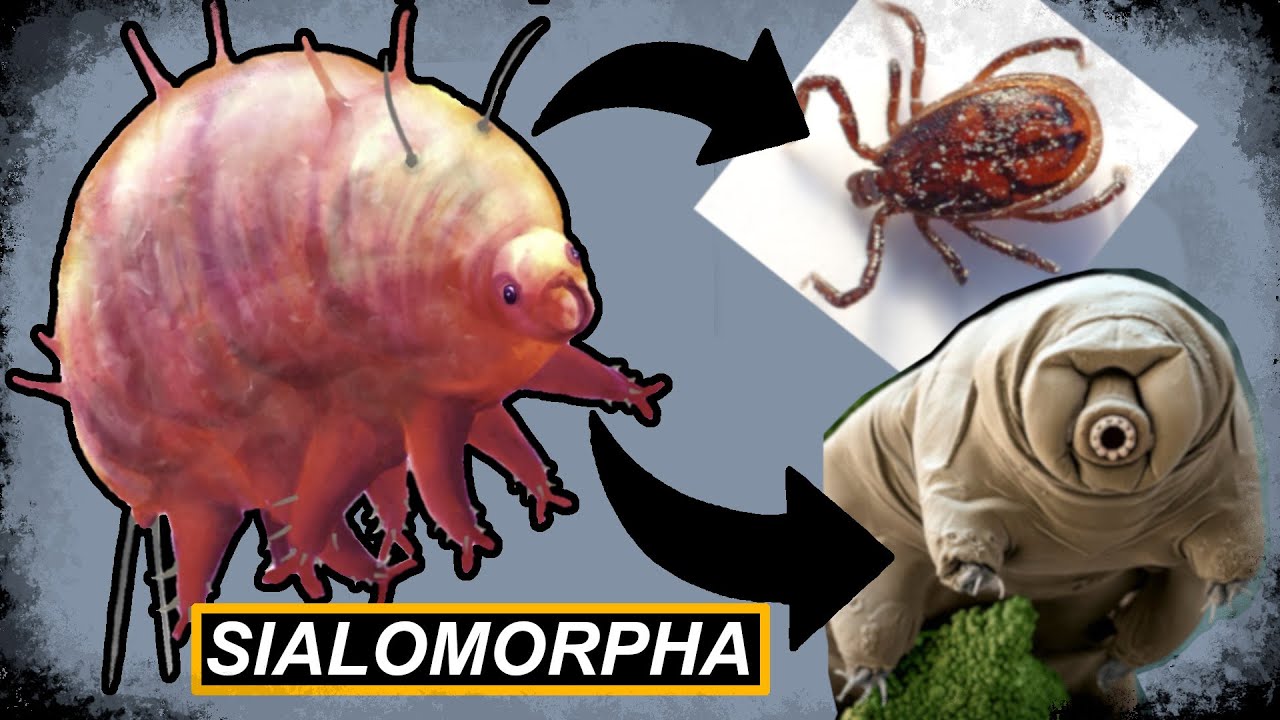 Sialomorpha - zagadkowy wymarły bezkręgowiec, kt&oacute;ry przypominał niesporczaki i roztocza