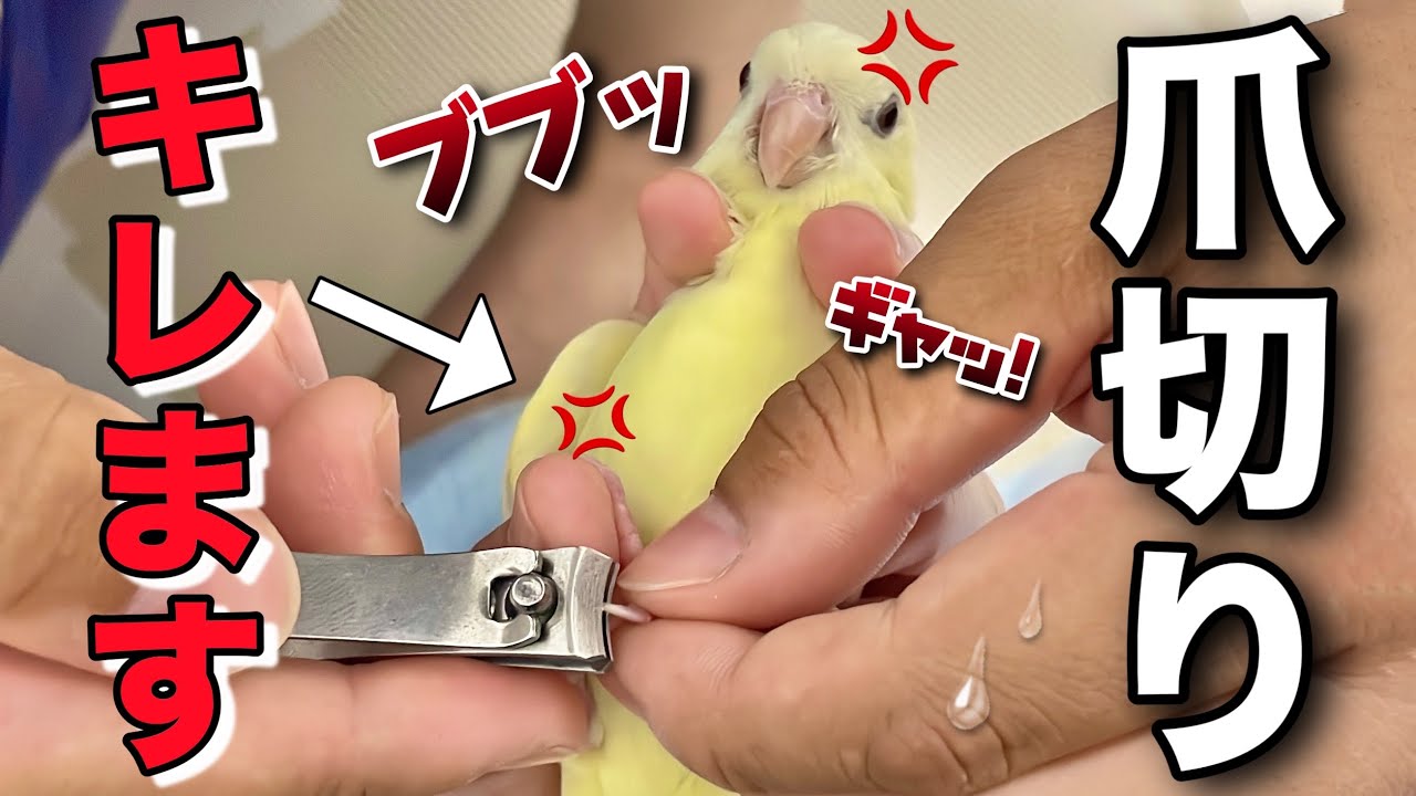 パパに爪切りされてご立腹&大暴れするインコがこちらですw【サザナミインコ】