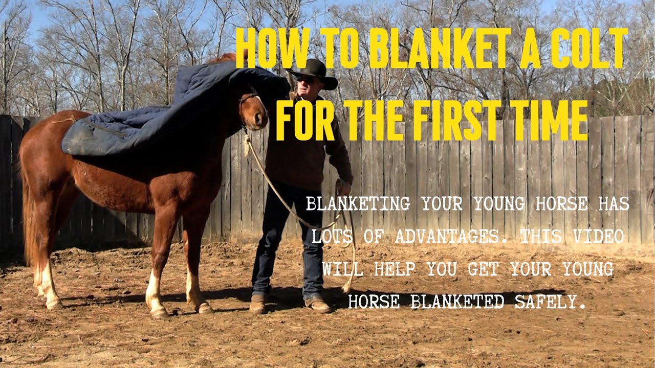 How to Blanket a Colt for the First Time Preview