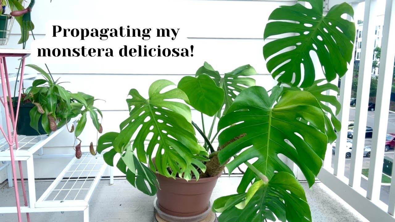 Propagating my monstera deliciosa 🌱