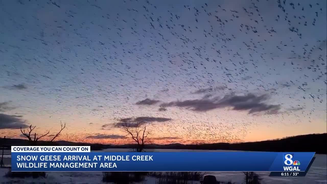 Thousands of snow geese flock to Middle Creek Wildlife Management Area