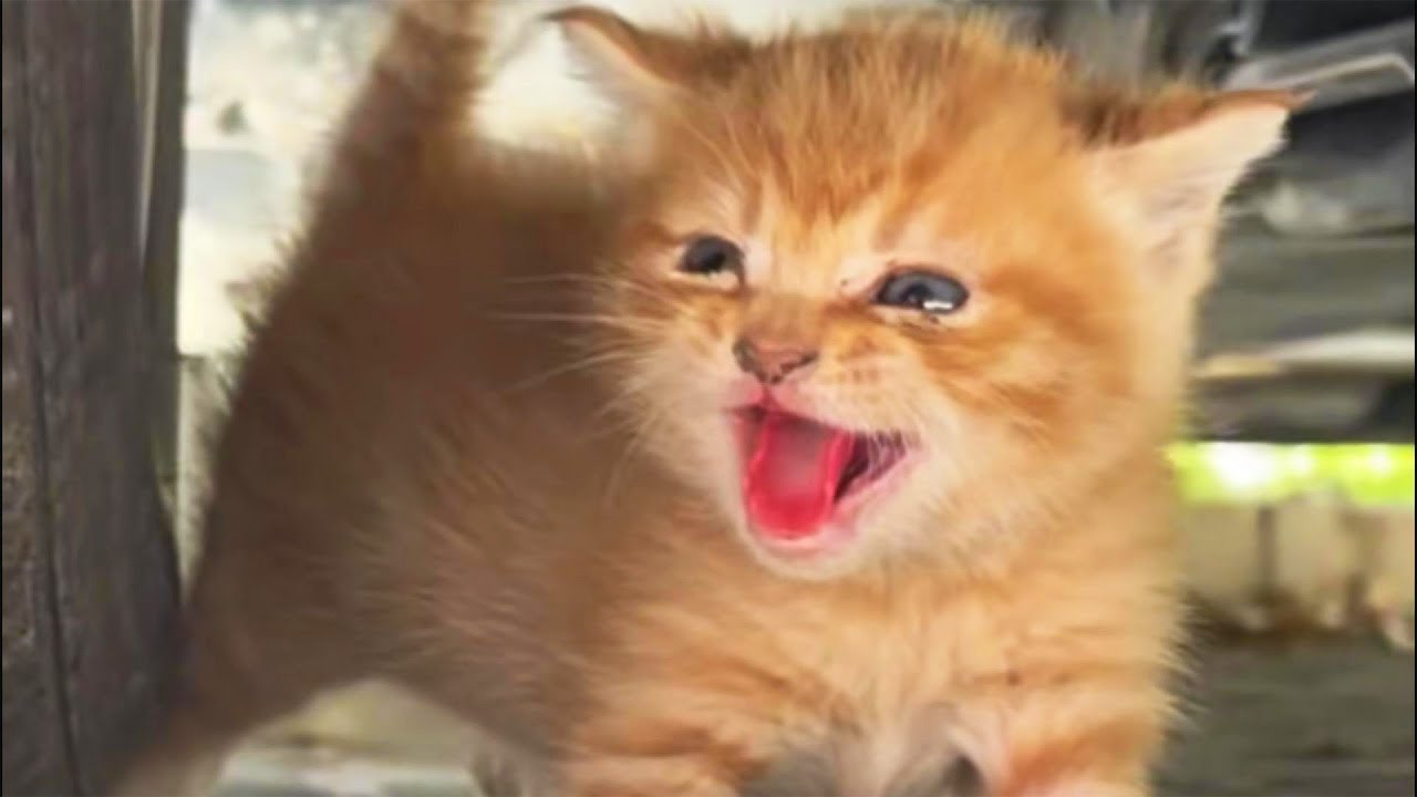 This Kitten Was Abandoned So Long That Human Touch Terrified Him