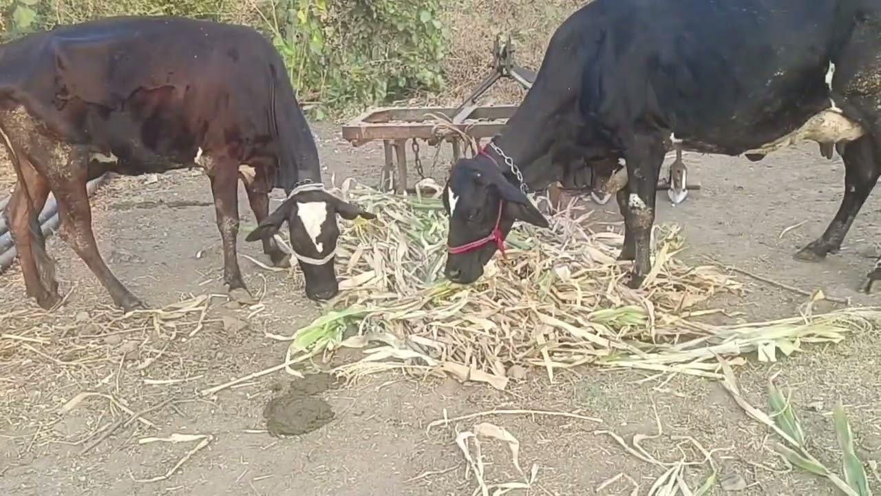 આજે તો ગયો ને આખી મકાઈ નાખી 